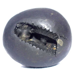 Shuddha Narsimha Shaligram