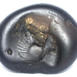 Kshirabdisayee Shaligram