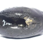 Matsya Shaligram