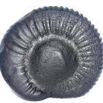 Sarvottam Laxmi Kuber Kalpavriksha Shaligram