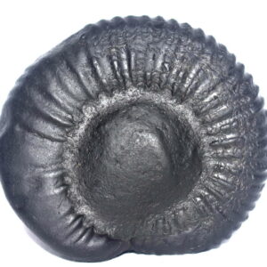 Sarvottam Laxmi Kuber Kalpavriksha Shaligram