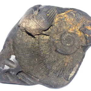 Madhusudhan Shaligram