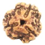 Collector 3 Mukhi Rudraksha With complete 3 Seeds - Nepal