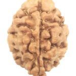 3 Mukhi Ganesha Rudraksha With 3 Complete Seeds - Nepal