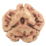 Collector 3 Mukhi Rudraksha With complete 3 Seeds - Nepal