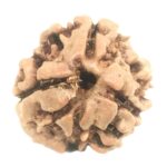 Collector 3 Mukhi Rudraksha With complete 3 Seeds - Nepal