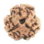 Collector 3 Mukhi Rudraksha With complete 3 Seeds - Nepal