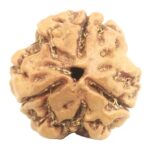 Collector 3 Mukhi Rudraksha With complete 3 Seeds - Nepal