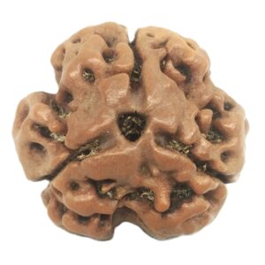 Collector 3 Mukhi Rudraksha With complete 3 Seeds - Nepal