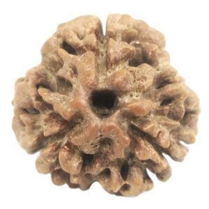 Collector 3 Mukhi Rudraksha With complete 3 Seeds - Nepal