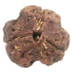 Collector 3 Mukhi Rudraksha With complete 3 Seeds - Nepal