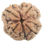 Super Collector 4 Mukhi Rudraksha With Complete 4 Seeds