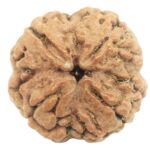Super Collector 4 Mukhi Rudraksha With Complete 4 Seeds