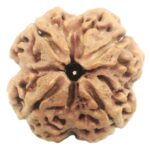 Super Collector 4 Mukhi Rudraksha With Complete 4 Seeds