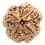Super Collector 4 Mukhi Rudraksha With Complete 4 Seeds
