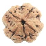 Super Collector 4 Mukhi Rudraksha With Complete 4 Seeds