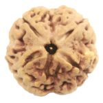 Super Collector 4 Mukhi Rudraksha With Complete 4 Seeds