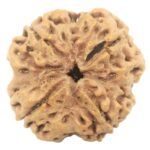 Super Collector 4 Mukhi Rudraksha With Complete 4 Seeds