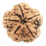 Super Collector 5 Mukhi Rudraksha with complete 5 Seeds - Nepal