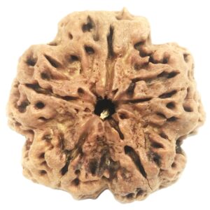 Super Collector 5 Mukhi Rudraksha with complete 5 Seeds - Nepal