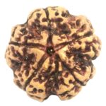 Super Collector 5 Mukhi Rudraksha with complete 5 Seeds - Nepal