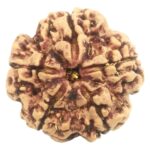 Super Collector 5 Mukhi Rudraksha with complete 5 Seeds - Nepal