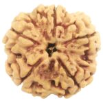 Super Collector 5 Mukhi Rudraksha with complete 5 Seeds - Nepal