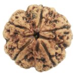 Super Collector 5 Mukhi Rudraksha with complete 5 Seeds - Nepal