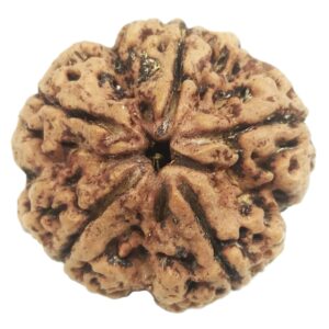 Super Collector 5 Mukhi Rudraksha with complete 5 Seeds - Nepal