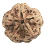 Super Collector 5 Mukhi Rudraksha with complete 5 Seeds - Nepal