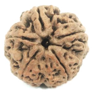 Super Collector 5 Mukhi Rudraksha with complete 5 Seeds - Nepal