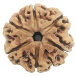 Super Collector 6 Mukhi Rudraksha with 6 Complete Seeds - Nepal