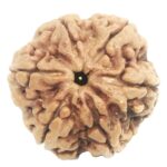 Super Collector 6 Mukhi Rudraksha with 6 Complete Seeds - Nepal