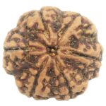 Super Collector 6 Mukhi Rudraksha with 6 Complete Seeds - Nepal