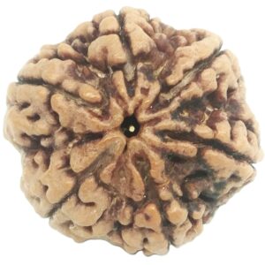 Super Collector 6 Mukhi Rudraksha with 6 Complete Seeds - Nepal