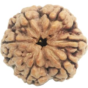 Super Collector 6 Mukhi Rudraksha with 6 Complete Seeds - Nepal
