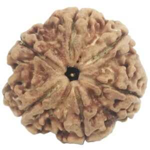 Super Collector 6 Mukhi Rudraksha with 6 Complete Seeds - Nepal