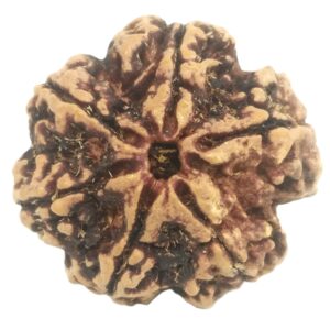 Super Collector 6 Mukhi Rudraksha with 6 Complete Seeds - Nepal