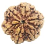 Super Collector 6 Mukhi Rudraksha with 6 Complete Seeds - Nepal