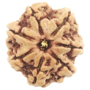 Rare 7 Mukhi Rudraksha with Seven Complete Seeds - Nepal