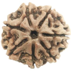7 Mukhi Rudraksha - Nepal