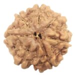 Rare Collector 7 Mukhi Rudraksha with Complete 7 Seeds - Nepal