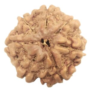 Rare Collector 7 Mukhi Rudraksha with Complete 7 Seeds - Nepal