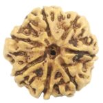 Rare Collector 7 Mukhi Rudraksha with Complete 7 Seeds - Nepal