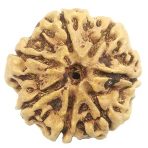 Rare Collector 7 Mukhi Rudraksha with Complete 7 Seeds - Nepal