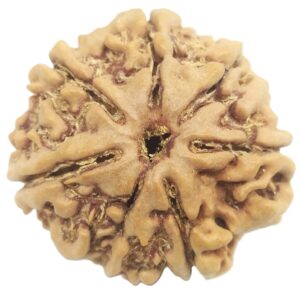 Rare Collector 7 Mukhi Rudraksha with Complete 7 Seeds - Nepal