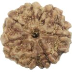 Rare Collector 7 Mukhi Rudraksha with Complete 7 Seeds - Nepal