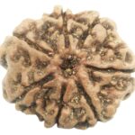 Rare Collector 7 Mukhi Rudraksha with Complete 7 Seeds - Nepal