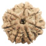 Rare Collector 7 Mukhi Rudraksha with Complete 7 Seeds - Nepal