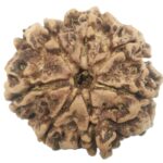 Rare Collector 7 Mukhi Rudraksha with Complete 7 Seeds - Nepal